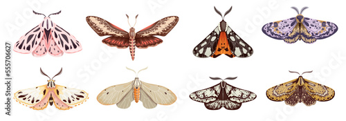 Set of colorful night moth, winged insect.Vector graphics.