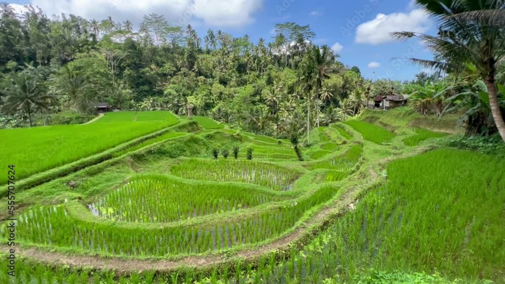 Panoramic landscape view of rice paddy terraces in Bali Panoramic landscape view of rice paddy terraces in Bali
