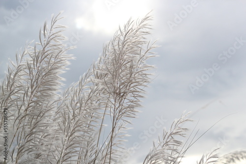 Catkin flowers blooming in the autumn field, White catkin flowers in the field