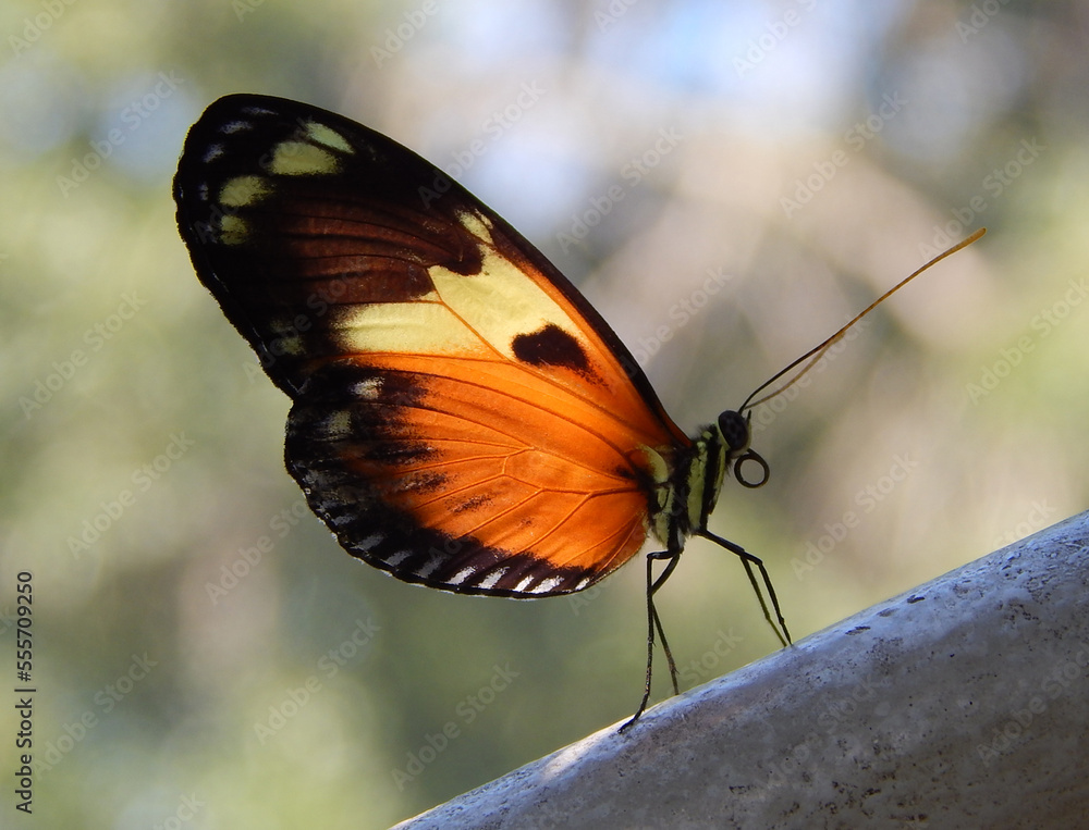 Obraz premium Butterfly Close up