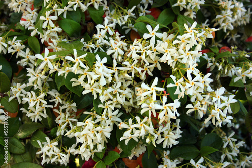 Star jasmine flowers, or Trachelospermum jasminoides in a garden photo