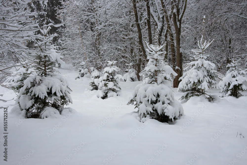 Beautiful winter snowy forest landscape. Forest strewn with deep snow. Beautiful winter snowy forest landscape. Forest strewn with deep snow.