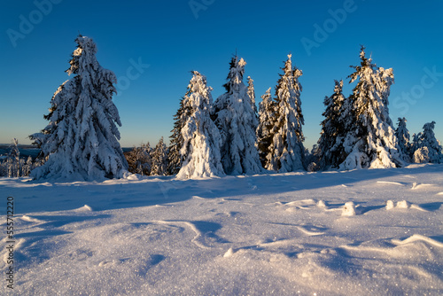 Winter wonderland scenery on the “Kahler Asten“ near Winterberg Sauerland Germany. Snow covered pine trees with low sun after sunrise. Colorful warm light atmosphere on a frosty December morning.