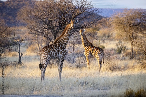 Photography Angola Giraffe (Giraffa camelopardalis angolensis) in Namibia, Etosha
