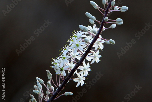 Summer flowers in a city park in Israel.