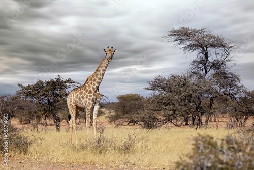 Angola Giraffe (Giraffa camelopardalis angolensis) in Namibia, Etosha