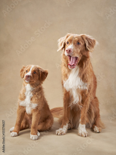adult dog mother with a puppy. funny Nova Scotia duck tolling retriever on a beige background. happy family