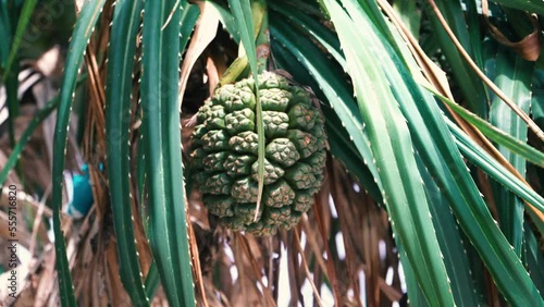 Unripe pandanus fruit hanging from a palm tree photo
