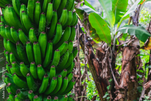 Racimo de platano en cosecha photo