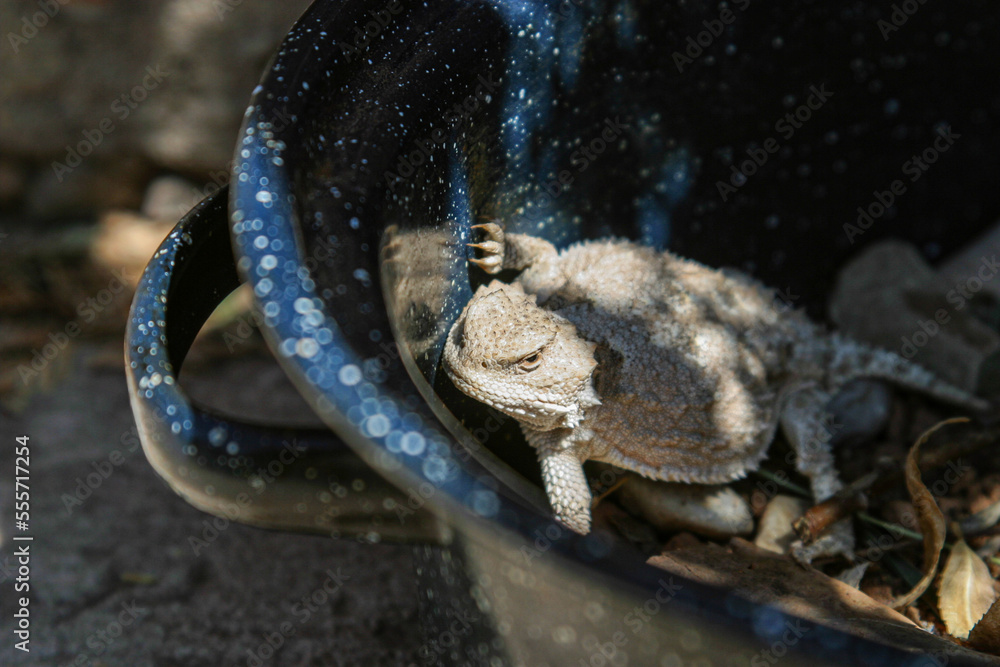 Obraz premium Horny Toad on a domino