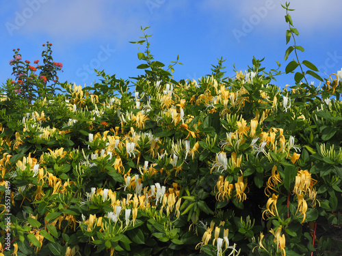 Golden-and-silver Lonicera japonica, climbing and twining vine plant in the Caprifoliaceae family. Japanese honeysuckle with green leaves and yellow-white tubular flowers. photo