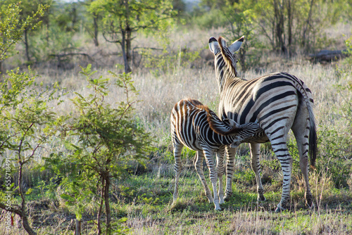 Filhote de zebra mamando na savana africana.