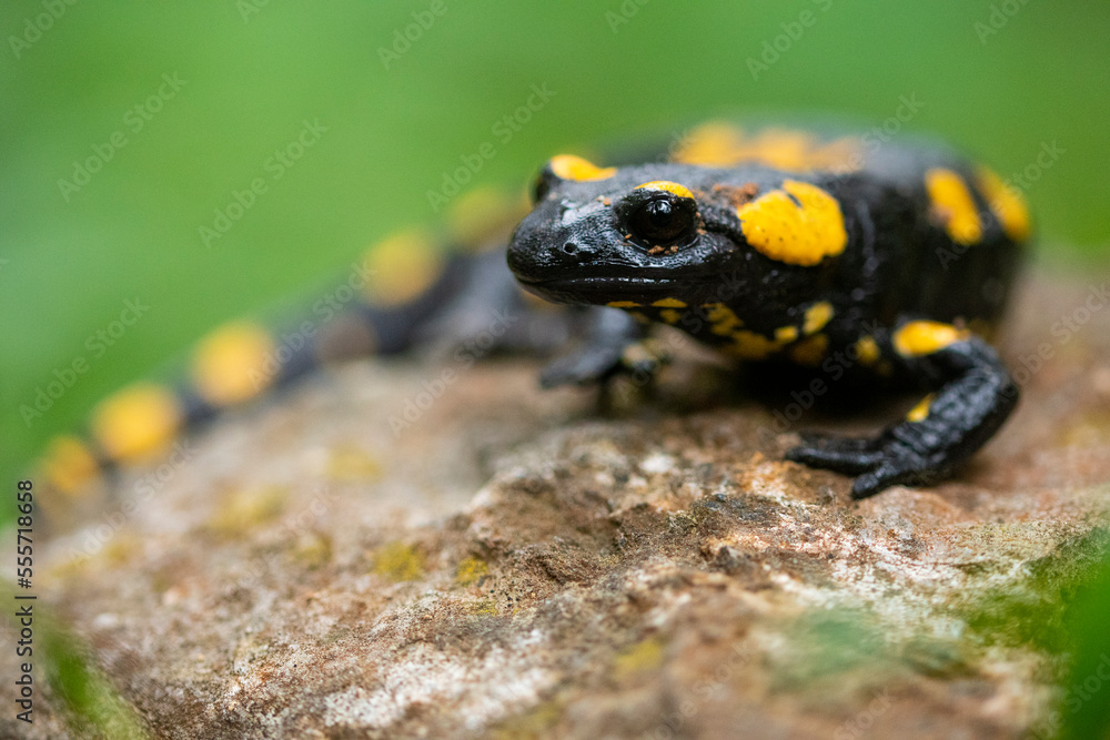 Black and yellow Salamandra on large stone in park