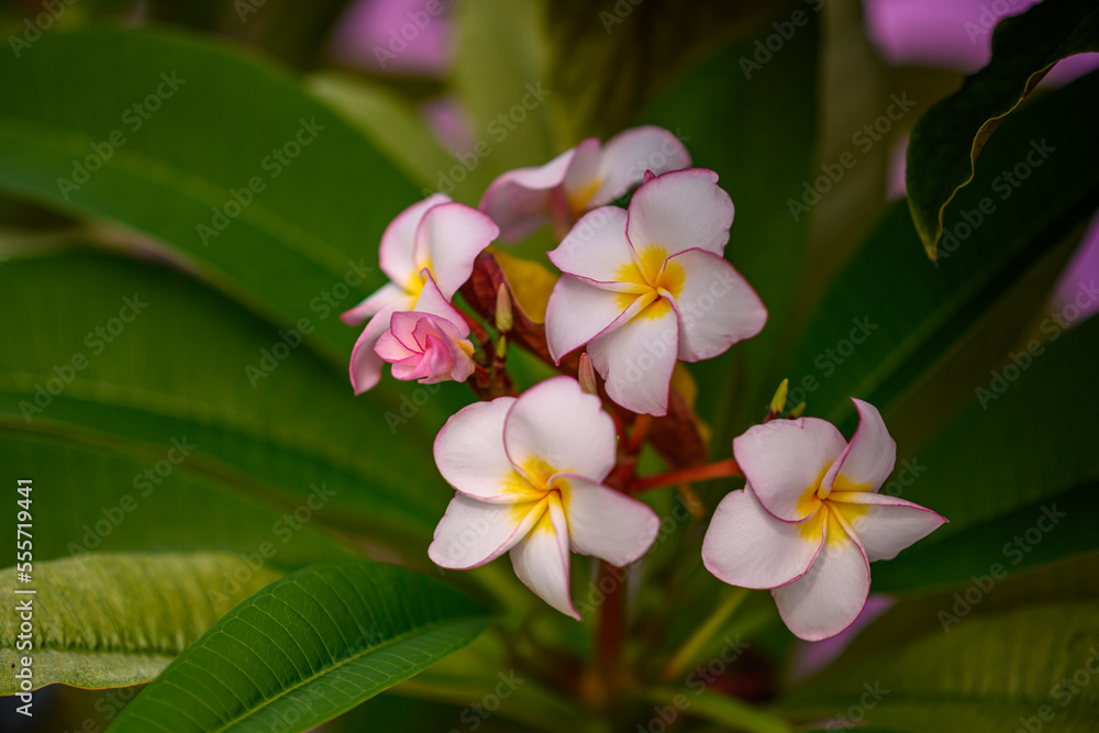 blooming plumeria in nature, flowering branch of plumeria in the exotic