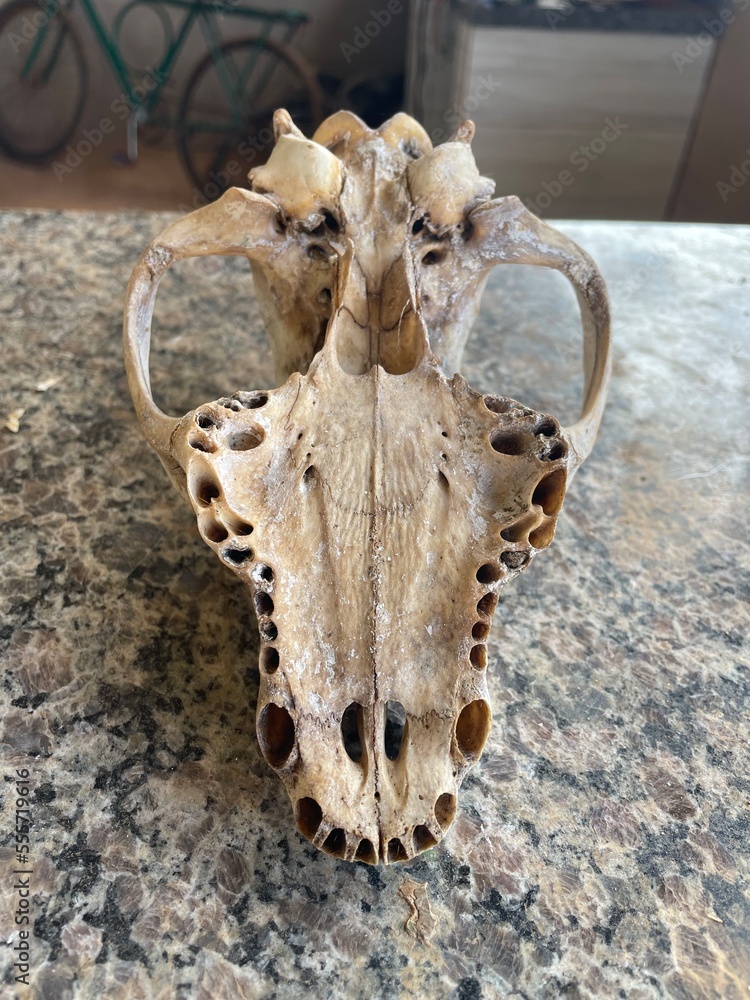 skull of a bull