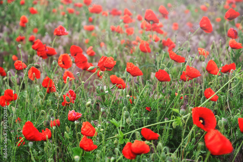 Red poppies in the front garden