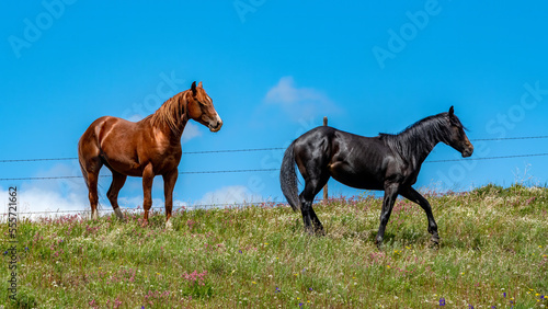 Photography Black and brown wild horses along a fence line
