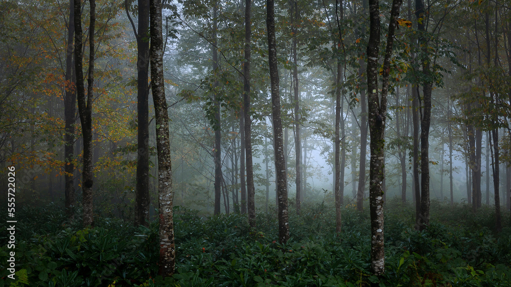 dramatic,mysterious and foggy forest view