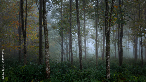 dramatic mysterious and foggy forest view