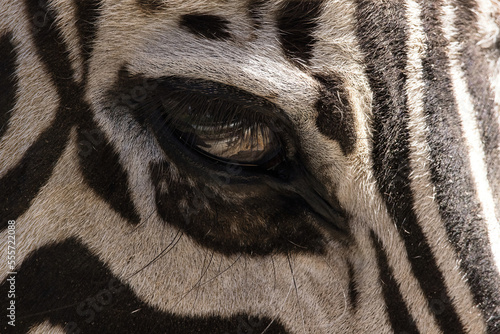 Zebra eye in a close up