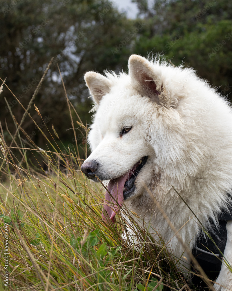 Obraz premium Samoyedo