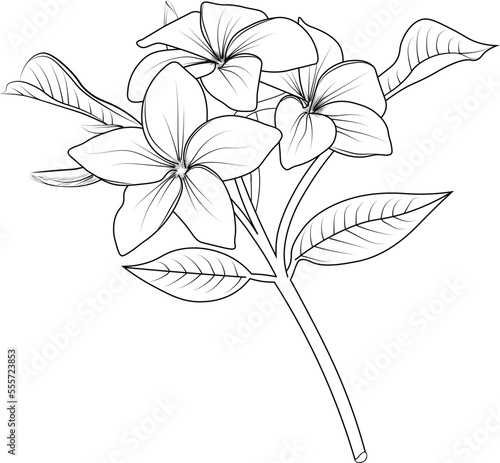 Lovely vector illustration of the frangipani, plumeria flower, with flowers and florals. Floral ornament, spring flowers with beautiful decoration. frangipani line drawing.