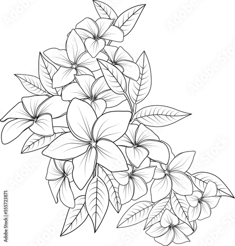 frangipani, plumeria flower sketch art. Sketch of outline flower coloring book hand drawn vector illustration artistically engraved ink art blossom narcissus flowers isolated on white background. © GraphicArt