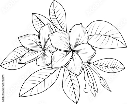 frangipani, plumeria flower,  Monochrome hand-drawn vector floral pattern, sketch illustration with flowers. flower design for card or print. hand-painted flower illustration isolated on white.