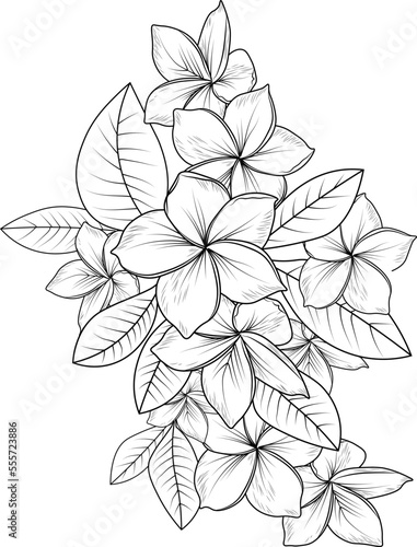Set of a decorative stylized frangipani flower, isolated on white background. Highly detailed vector illustration, doodling and zentangle style, tattoo design blossom nurcissus flowers.