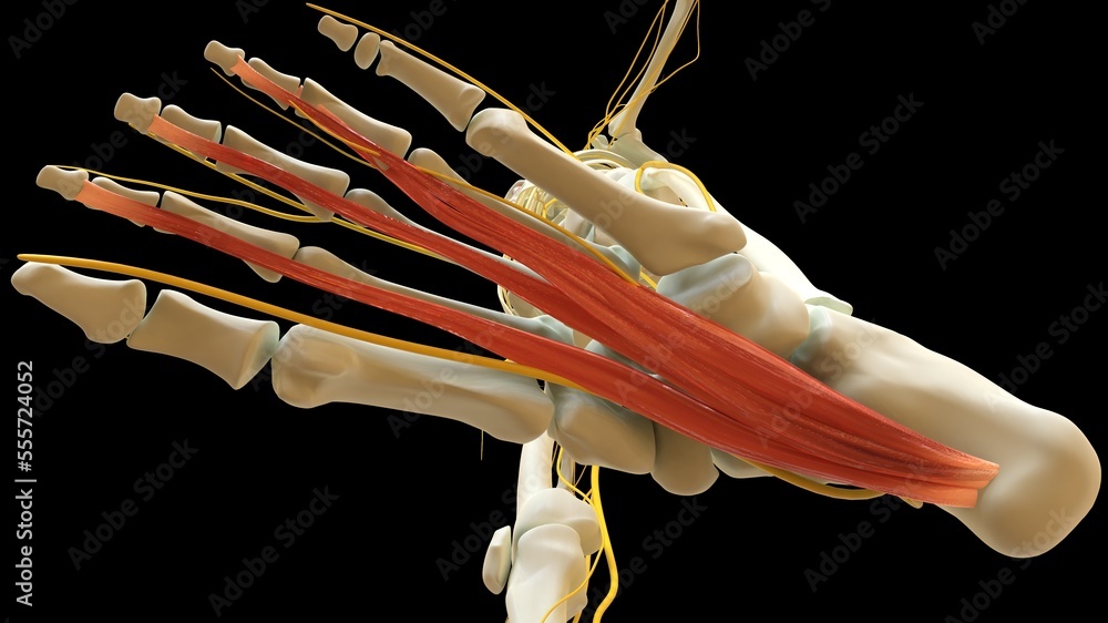 Flexor Digitorum Brevis Muscle anatomy for medical concept 3D rendering ...