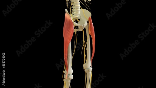 Tensor Fasciae Latae Muscle anatomy for medical concept 3D rendering
