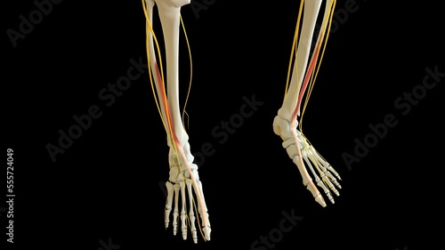 Extensor Hallucis Longus Muscle anatomy for medical concept 3D rendering photo