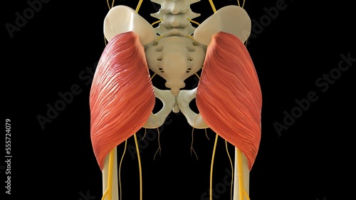 Gluteus Maximus Muscle anatomy for medical concept 3D rendering photo