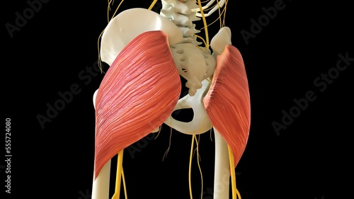 Gluteus Maximus Muscle anatomy for medical concept 3D rendering
