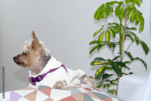 A yorkshire terrier dog on a colorful pillow in the living room, being in profile to the camera,, with a green plant out of focus in the background. Selective focus. Space for copy space