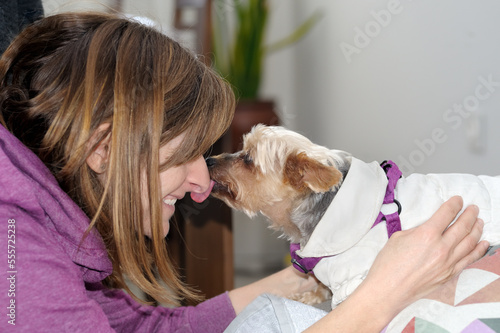 A pet yorkshire terrier breed dog giving affection and sucking the nose of a young woman who is laughing and happy, they are looking at each other head on. Selective focus. Space for copy space