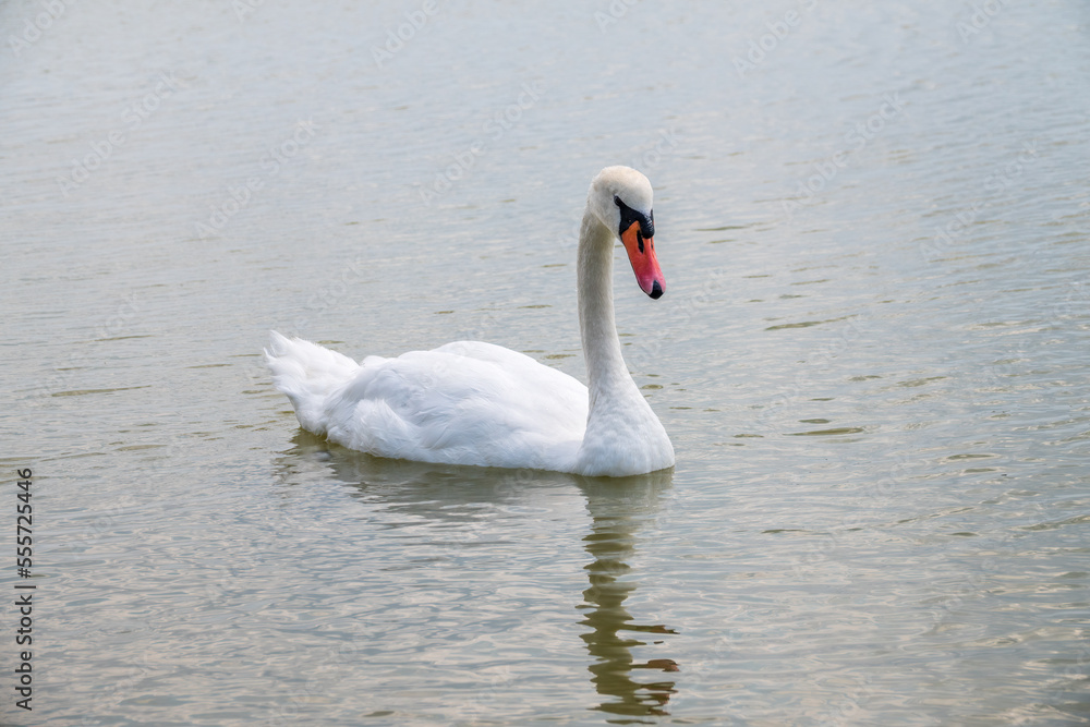 Graceful white Swan swimming in the lake, swans in the wild. Portrait of a white swan swimming on a lake. Graceful white Swan swimming in the lake, swans in the wild. Portrait of a white swan swimming on a lake.