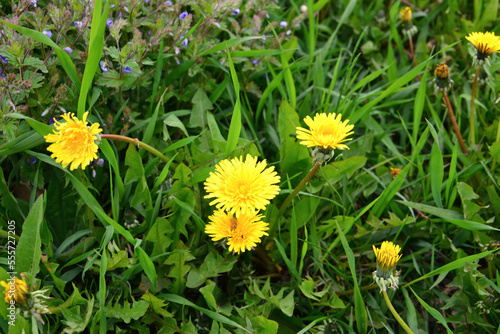 yellow dandelions on the meadow with green grass isolated, close-up
