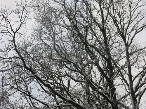 trees and shrubs in winter are covered with fluffy snow like in a fairy tale