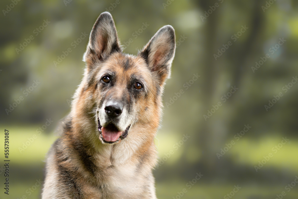 Schäferhund Portrait