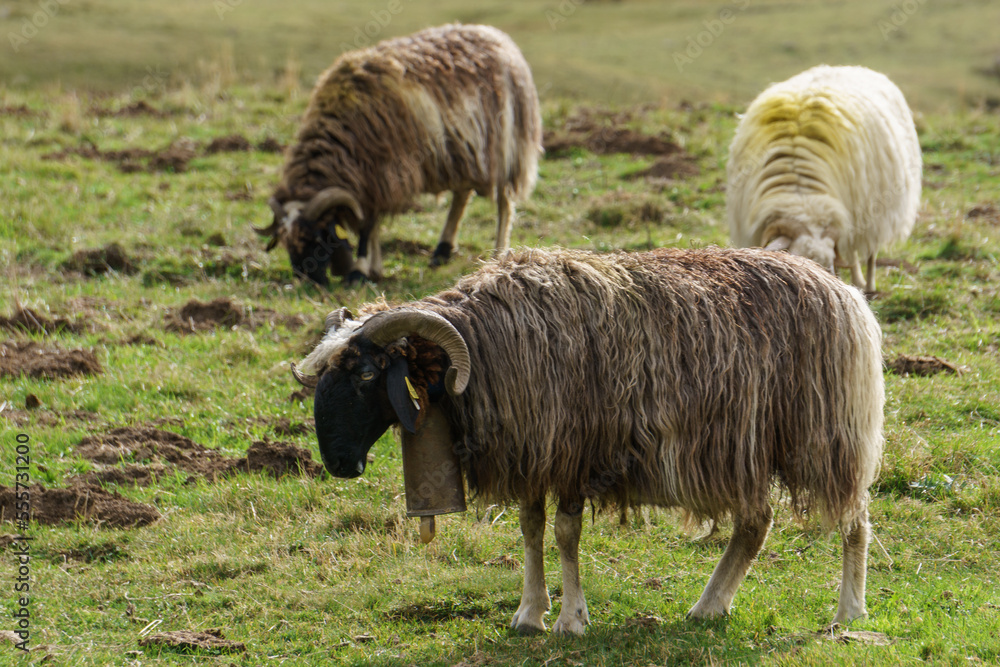 Fototapeta premium Black sheep with bell at the neck in the pyrenees Mountains, Nouvelle-Aquitaine, France