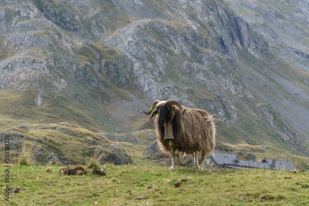 Black sheep with bell at the neck in the pyrenees Mountains, Nouvelle-Aquitaine, France