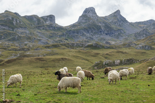 Flock of sheep in front of beautiful landscape in the pyrenees Mountains, Nouvelle-Aquitaine, France