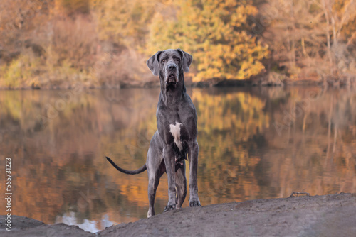 Cuadro en lienzo Deutsche Dogge