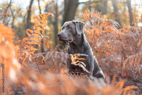 Plakat Silberner Labrador 