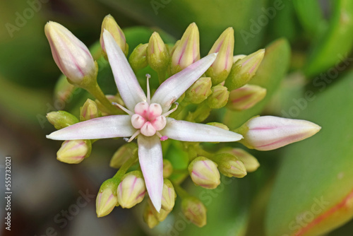 Groupe de bourgeons et de fleurs de succulente.