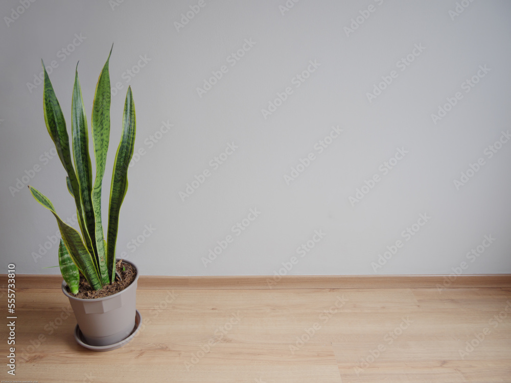 Sansevieria trifasciata (lengua de suegra), en una maceta gris sobre aislada, al lado izquierdo con un fondo gris claro sobre piso de madera, minimalista Sansevieria trifasciata (lengua de suegra), en una maceta gris sobre aislada, al lado izquierdo con un fondo gris claro sobre piso de madera, minimalista