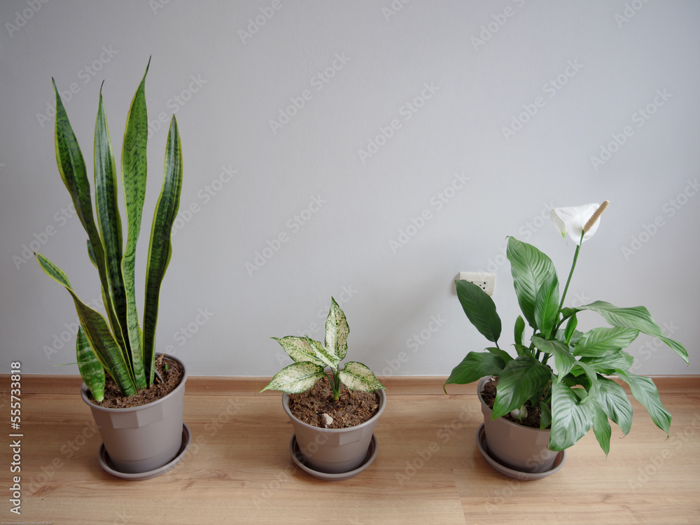 Fototapeta premium Composición interior en salón con 3 plantas en maceteros gris oscuro, fondo de pared gris suave con piso laminado. Espacio para texto 