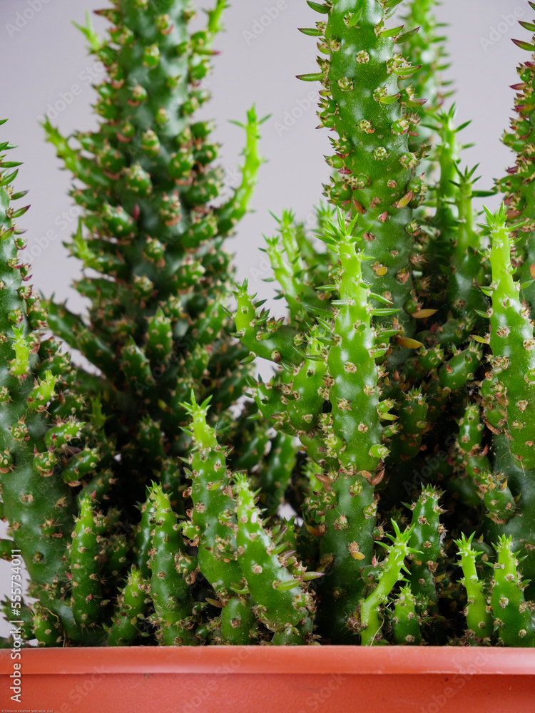 Opuntia Subulata (Chumbera fina), Cactus vista de cerca, close up, detalle.