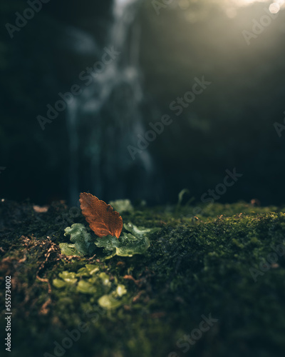 autumn leaves on the ground